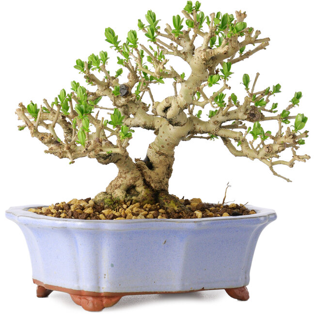 Ligustrum, 15 cm, ± 20 jaar oud