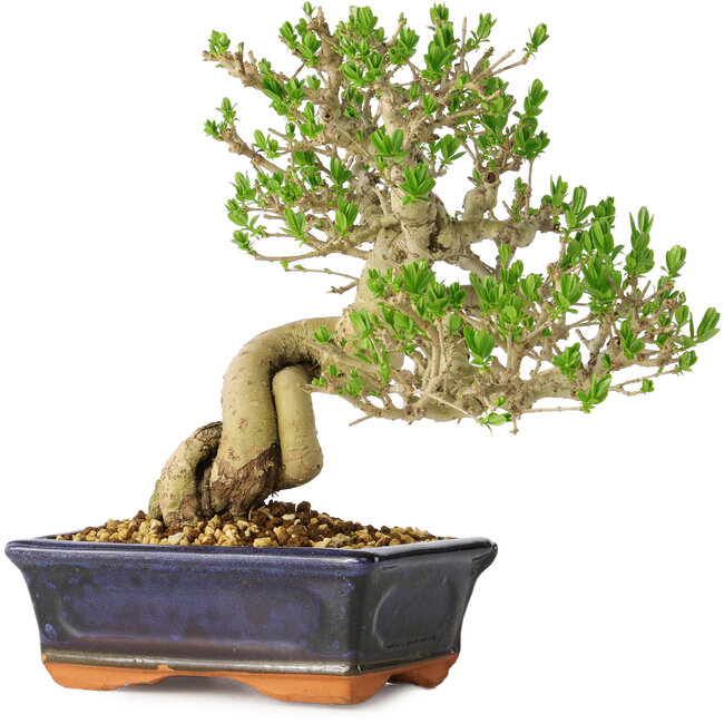 Ligustrum, 23 cm, ± 20 anni