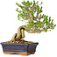 Ligustrum, 23 cm, ± 20 jaar oud