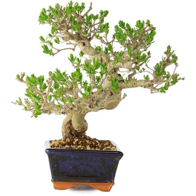 Ligustrum, 23 cm, ± 20 years old