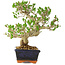 Ligustrum, 23 cm, ± 20 jaar oud