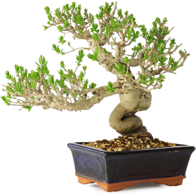 Ligustrum, 23 cm, ± 20 anni
