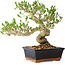 Ligustrum, 23 cm, ± 20 jaar oud