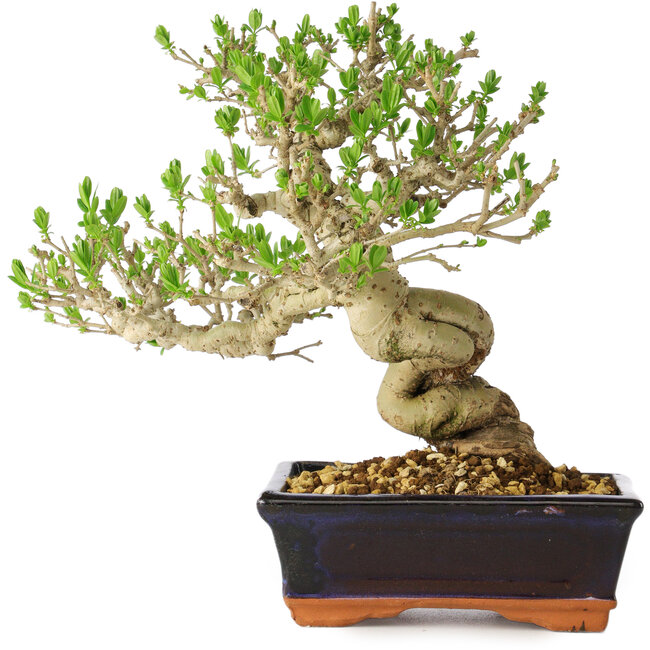 Ligustrum, 23 cm, ± 20 years old