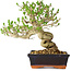 Ligustrum, 23 cm, ± 20 jaar oud