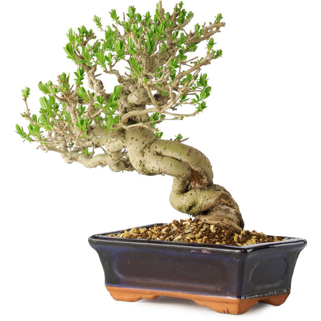 Ligustrum, 23 cm, ± 20 ans