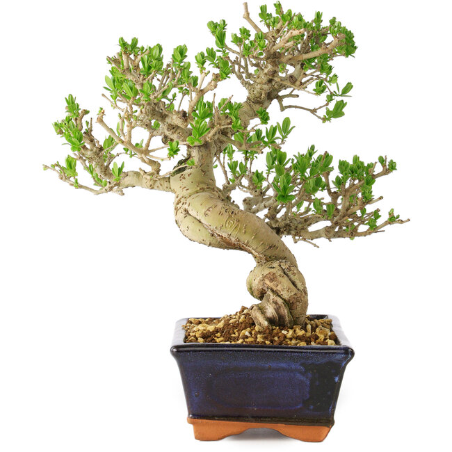 Ligustrum, 23 cm, ± 20 anni