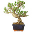 Ligustrum, 23 cm, ± 20 jaar oud