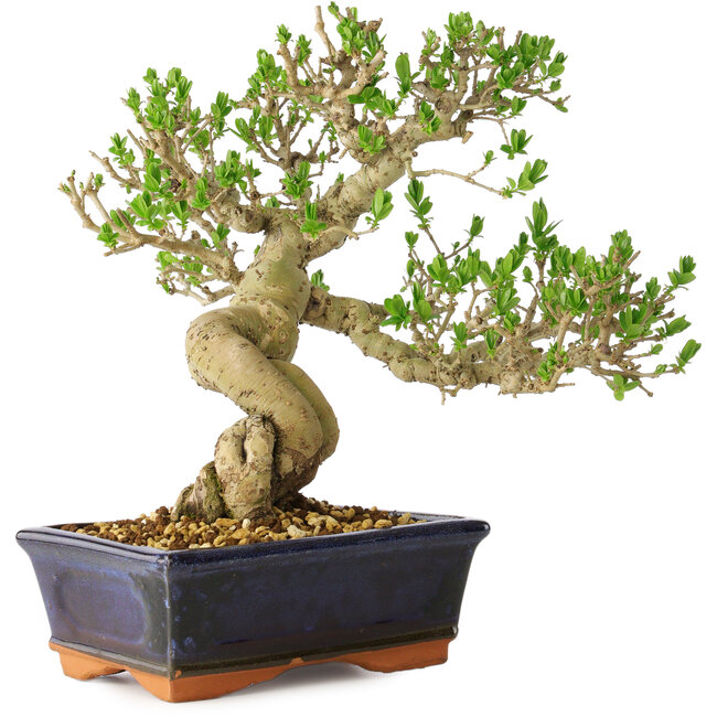Ligustrum, 23 cm, ± 20 jaar oud