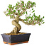 Ligustrum, 23 cm, ± 20 jaar oud