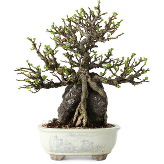 Chaenomeles speciosa, 21 cm, ± 40 years old