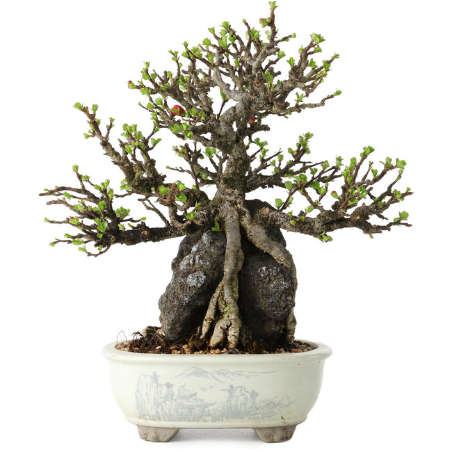 Chaenomeles speciosa, 21 cm, ± 40 jaar oud