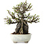 Chaenomeles speciosa, 21 cm, ± 40 jaar oud