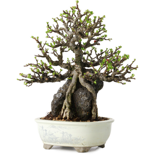 Chaenomeles speciosa, 21 cm, ± 40 jaar oud