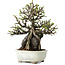 Chaenomeles speciosa, 21 cm, ± 40 jaar oud