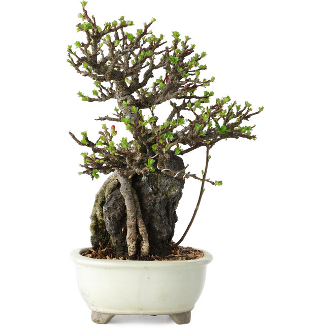 Chaenomeles speciosa, 21 cm, ± 40 anni