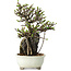 Chaenomeles speciosa, 21 cm, ± 40 jaar oud