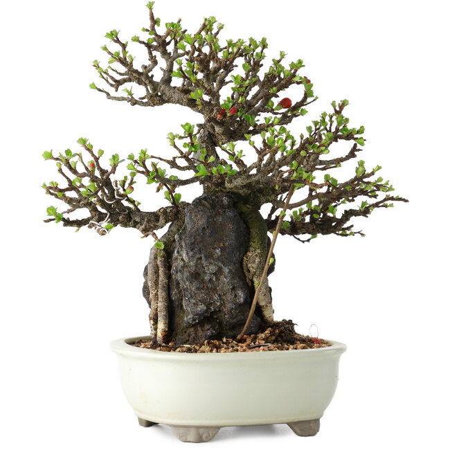 Chaenomeles speciosa, 21 cm, ± 40 years old