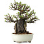 Chaenomeles speciosa, 21 cm, ± 40 jaar oud