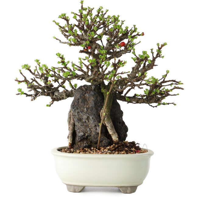 Chaenomeles speciosa, 21 cm, ± 40 anni