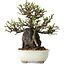 Chaenomeles speciosa, 21 cm, ± 40 jaar oud