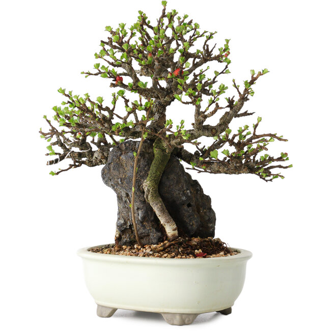 Chaenomeles speciosa, 21 cm, ± 40 years old