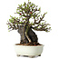 Chaenomeles speciosa, 21 cm, ± 40 jaar oud