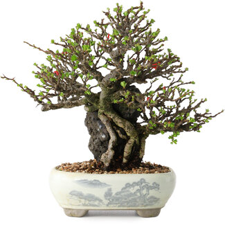 Chaenomeles speciosa, 20 cm, ± 40 years old
