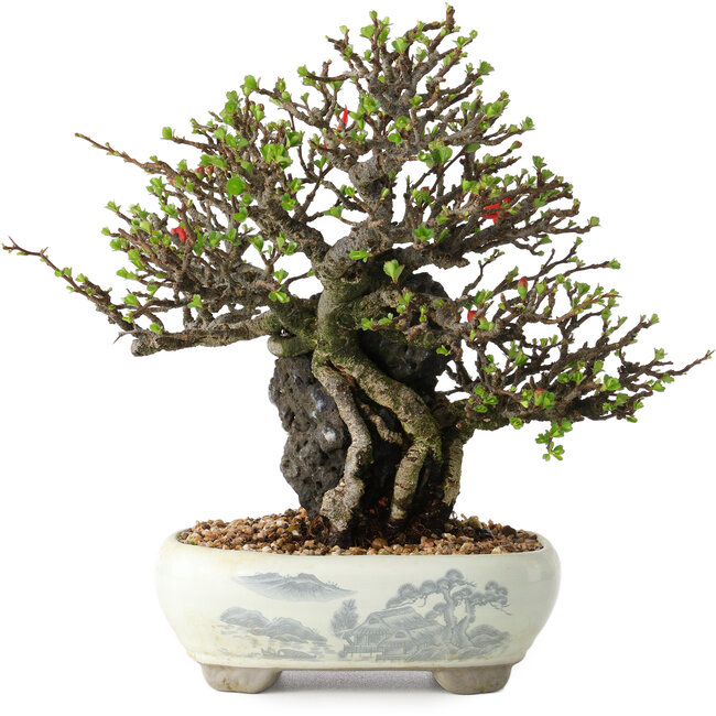 Chaenomeles speciosa, 20 cm, ± 40 jaar oud
