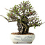 Chaenomeles speciosa, 20 cm, ± 40 jaar oud