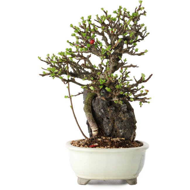 Chaenomeles speciosa, 21 cm, ± 40 años