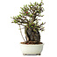 Chaenomeles speciosa, 21 cm, ± 40 jaar oud