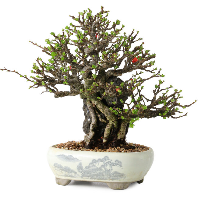 Chaenomeles speciosa, 20 cm, ± 40 jaar oud