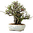Chaenomeles speciosa, 20 cm, ± 40 jaar oud