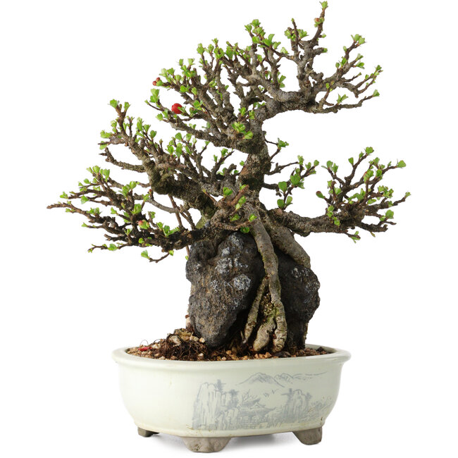 Chaenomeles speciosa, 21 cm, ± 40 jaar oud