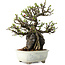 Chaenomeles speciosa, 21 cm, ± 40 jaar oud