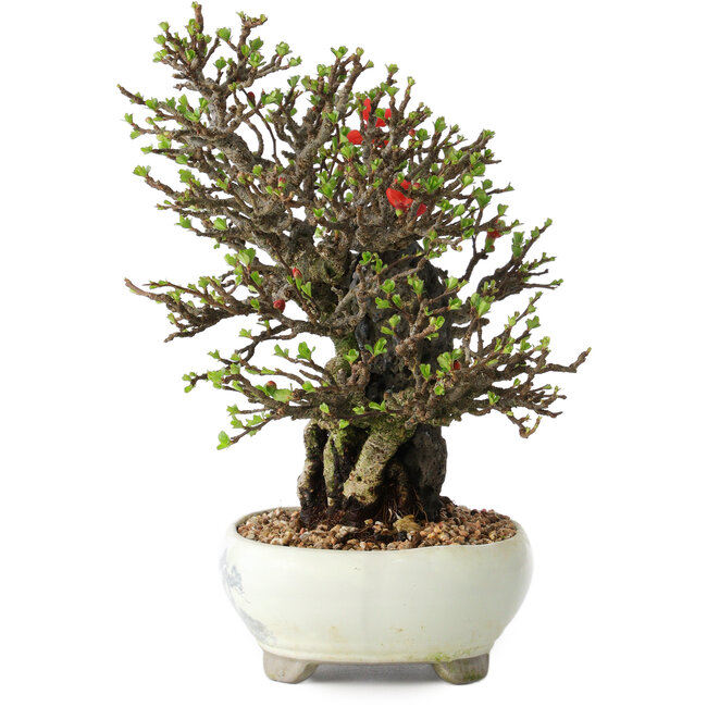 Chaenomeles speciosa, 20 cm, ± 40 años