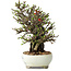Chaenomeles speciosa, 20 cm, ± 40 jaar oud