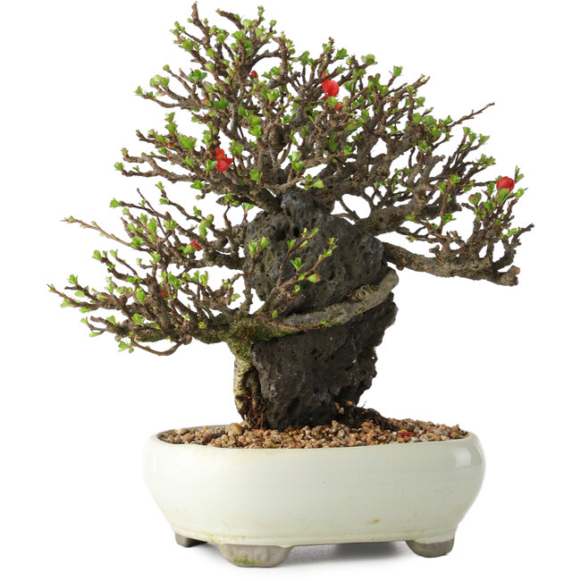 Chaenomeles speciosa, 20 cm, ± 40 ans