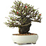 Chaenomeles speciosa, 20 cm, ± 40 jaar oud