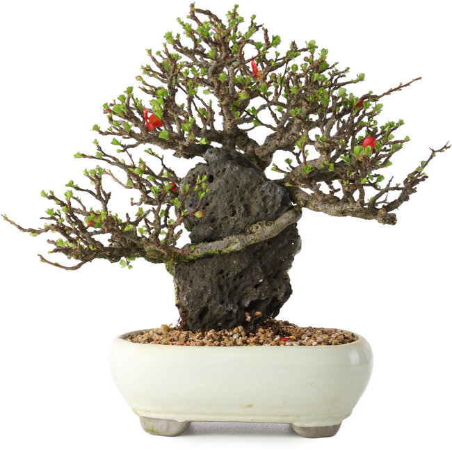 Chaenomeles speciosa, 20 cm, ± 40 Jahre alt