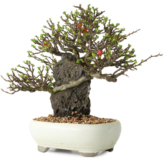 Chaenomeles speciosa, 20 cm, ± 40 Jahre alt