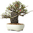 Chaenomeles speciosa, 20 cm, ± 40 jaar oud