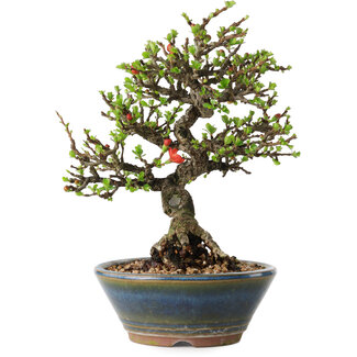 Chaenomeles speciosa, 18 cm, ± 40 years old