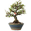 Chaenomeles speciosa, 18 cm, ± 40 jaar oud