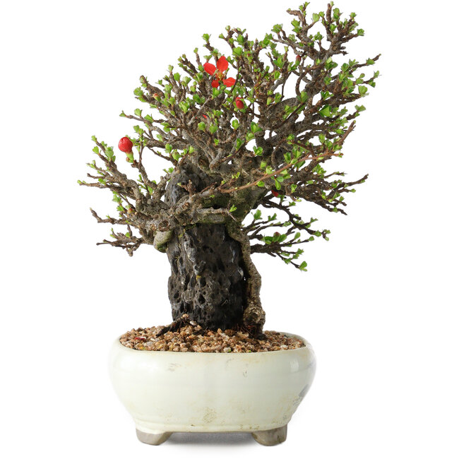 Chaenomeles speciosa, 20 cm, ± 40 years old