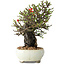 Chaenomeles speciosa, 20 cm, ± 40 jaar oud