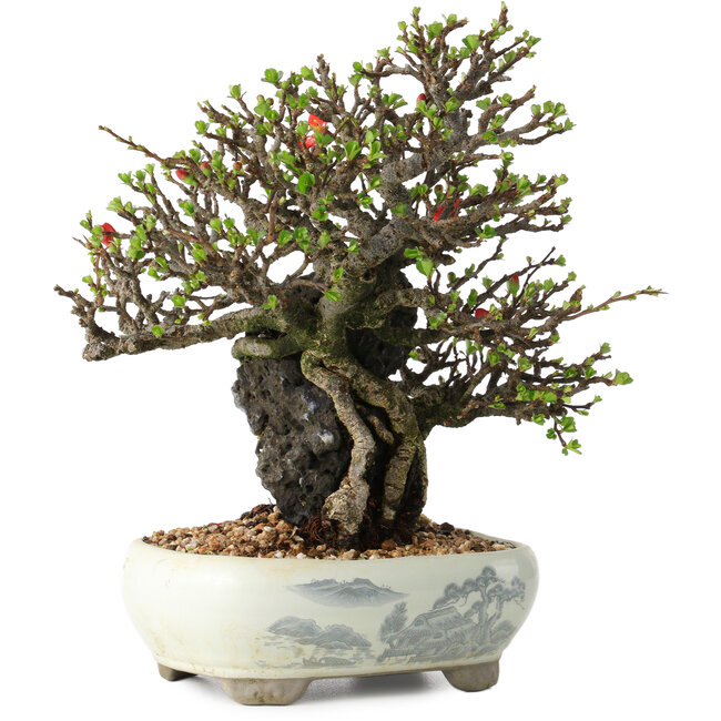 Chaenomeles speciosa, 20 cm, ± 40 Jahre alt