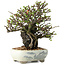 Chaenomeles speciosa, 20 cm, ± 40 jaar oud