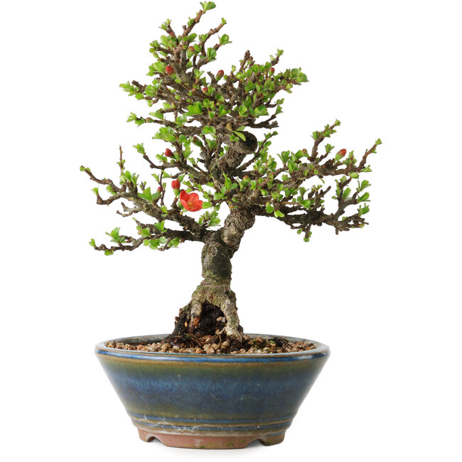 Chaenomeles speciosa, 18 cm, ± 40 years old